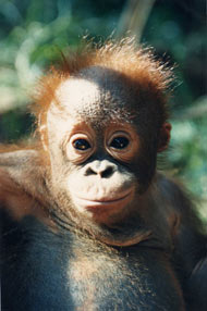 Freddie the orangutan