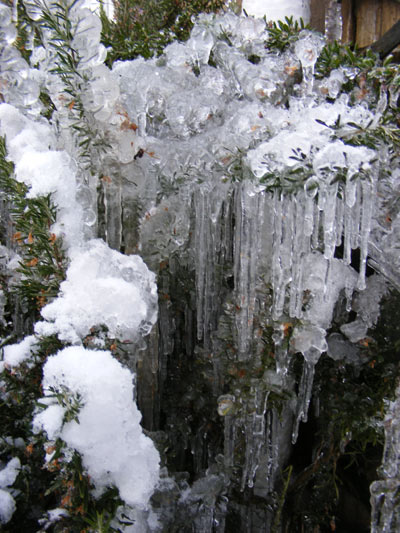 Icicles on the rosemary bush