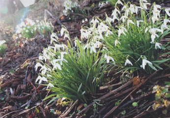 Snowdrops