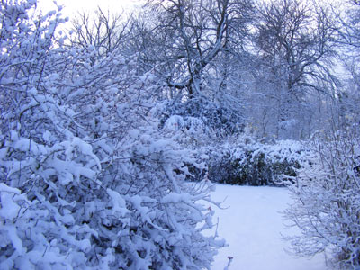 Snowy **