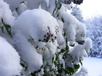 Snowy **