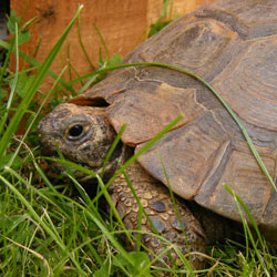 Spike, my tortoise enjoying some warm sunshine
